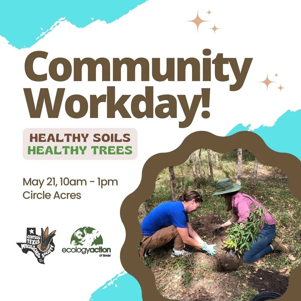 Join us for a community workday at the @mycoresearchstation ! We'll be doing maintenance on the structure, spreading mulch and mushroom blocks, and we will have an information session about the Healthy Soils, Healthy Trees program. Come myceliate. Re