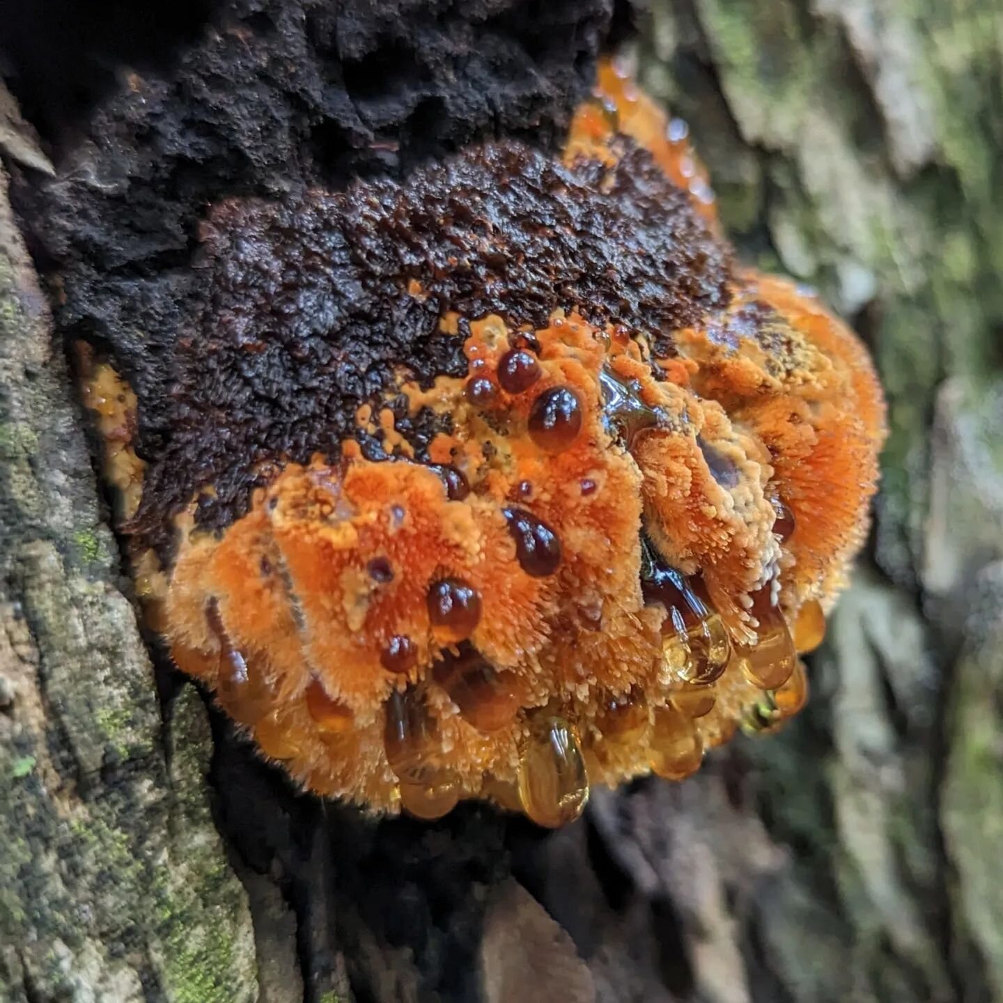 ⛈️ So much diversity in the mushrooms fruiting in central Texas this week! Here's just a few of the photos of observations by members. You can join us this Sunday morning to dial in to the wood-wide-web. We will be slowing down, soaking in the fungal