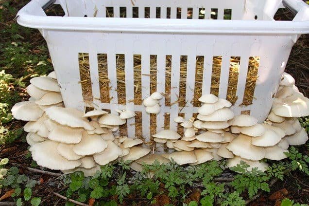 Grow-Mushrooms-in-a-Laundry-Basket.jpg