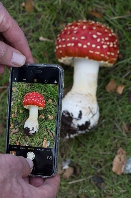 Summer Continental Mycoblitz