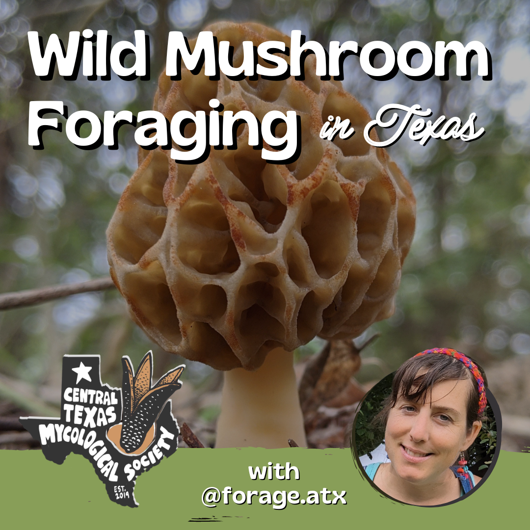 Photography Tips for Mushroom Identification — Central Texas