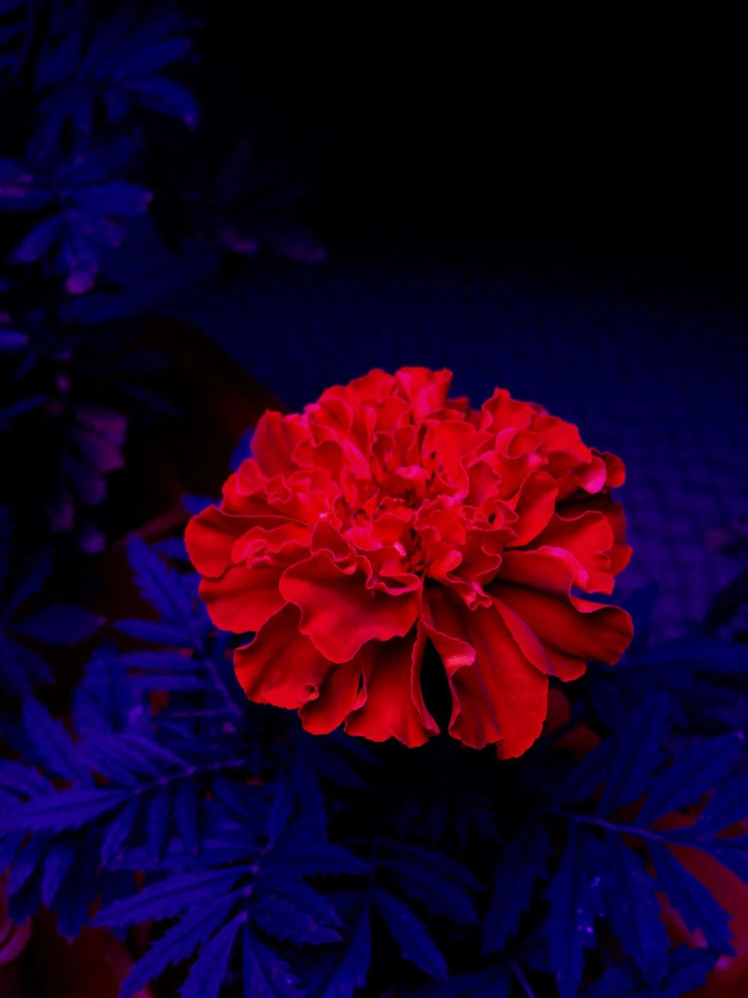 4h6umfsqo9901.jpg