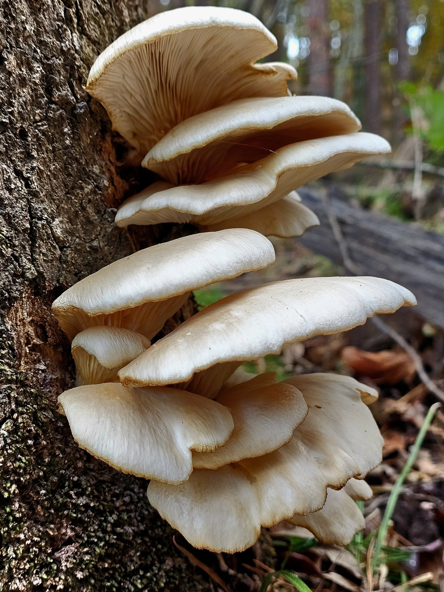 November Foraging Forecast