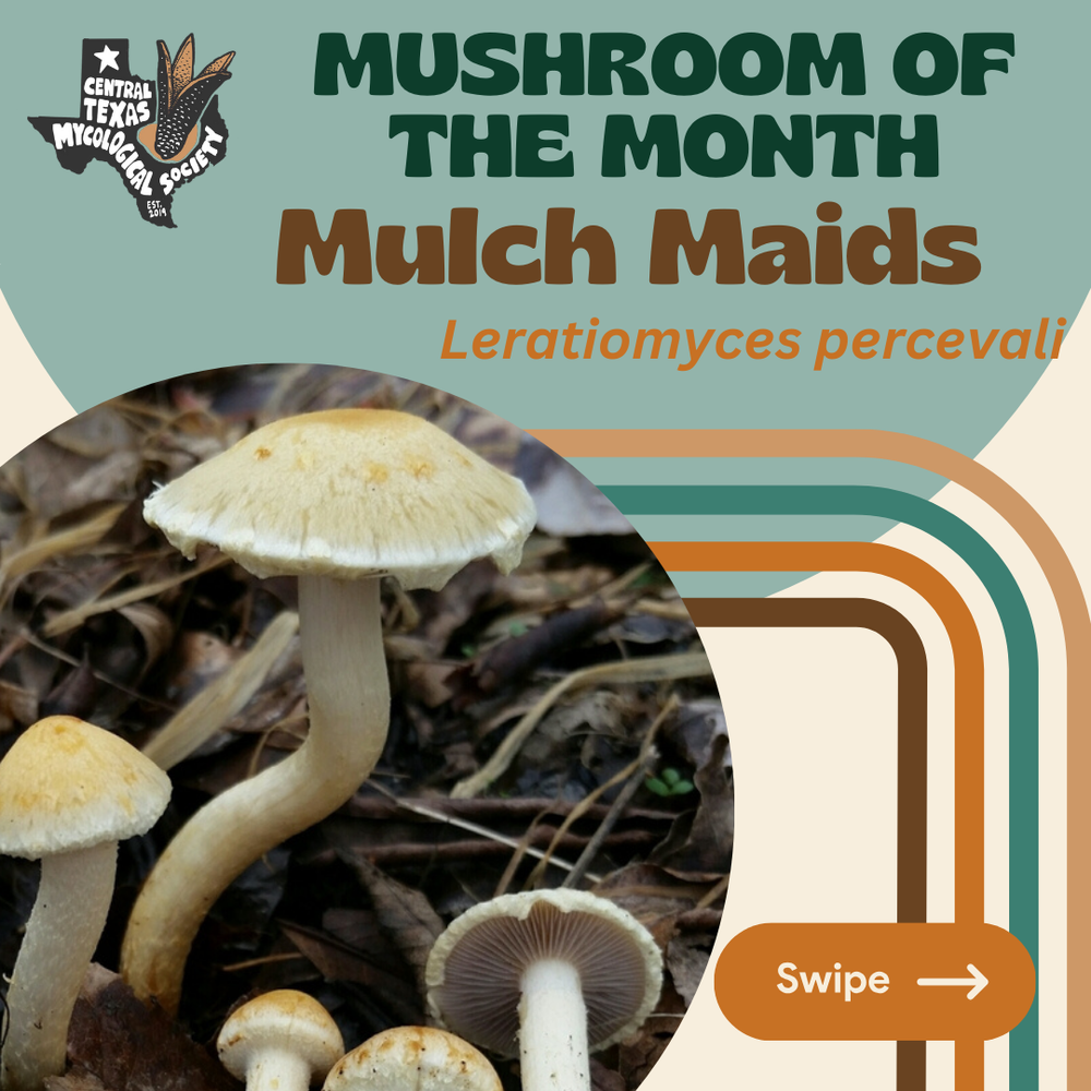 January Mushroom of the Month: Mulch Maids, Leratiomyces