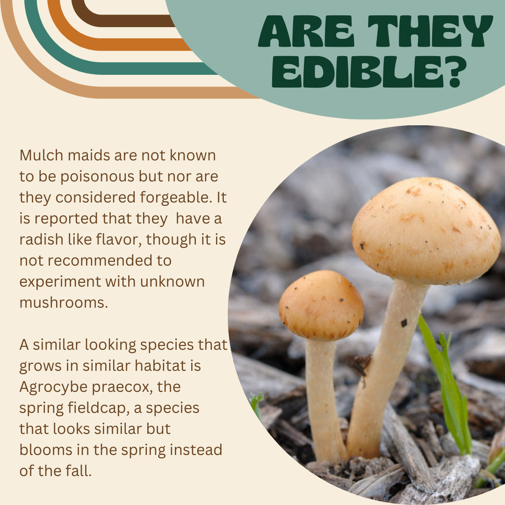 January Mushroom of the Month: Mulch Maids, Leratiomyces