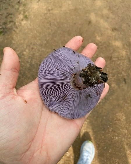 🍄🔍 RARE MUSHROOM FIND ALERT! 🔍🍄
Big congrats to @bethbrull for spotting this mysterious purple beauty in the wild! 💜👀 This rare tropical-looking mushroom has been popping up around Central Texas, and Beth&rsquo;s sharp eyes caught it in action!