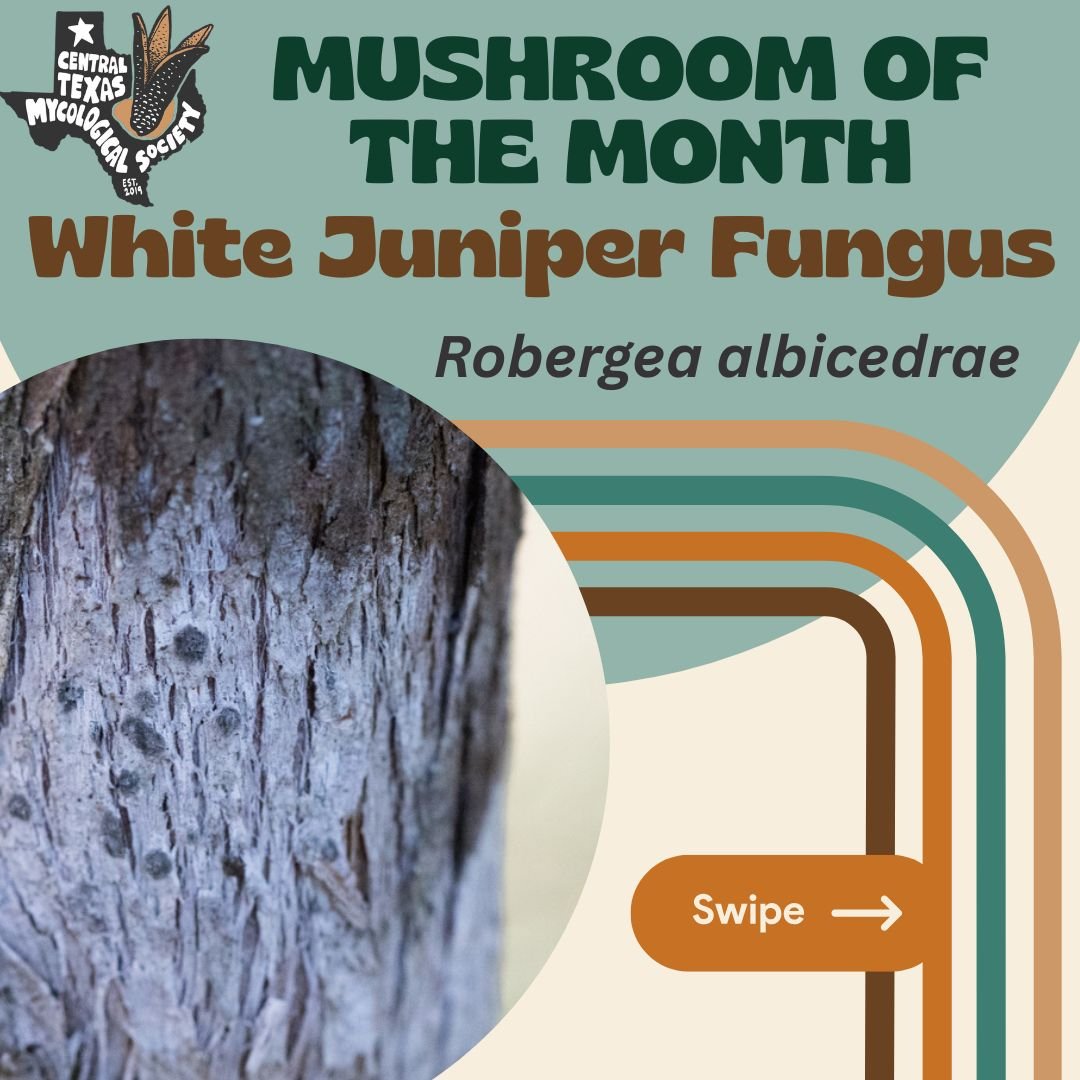 🍄 Mushroom of the Month: White Juniper Fungus!
Meet Robergea albicedrae, the mysterious chalky-white fungus found striping Ashe juniper trees in Central Texas! 🤍🌿 It&rsquo;s not mold, it&rsquo;s not chalk&mdash;it&rsquo;s a lichenized fungus!

🧬 