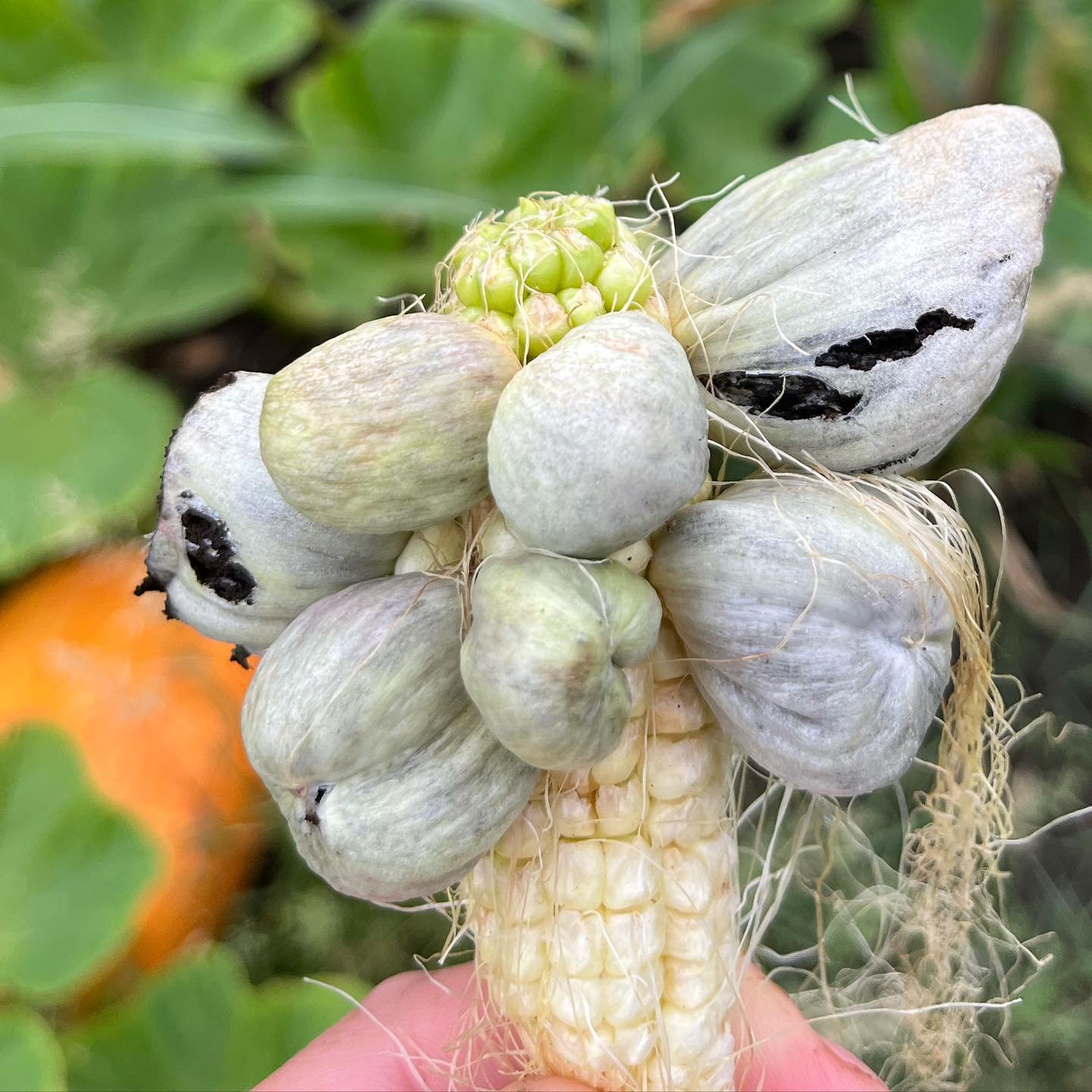 🌱🍄 Tomorrow in Georgetown!
Join us at the Georgetown Public Library for Mycology 101 with Wilco NPSOT &mdash; a hands-on dive into the soil where we&rsquo;ll explore the fungi that make plant life possible.

We&rsquo;ll dig into how native fungi fo