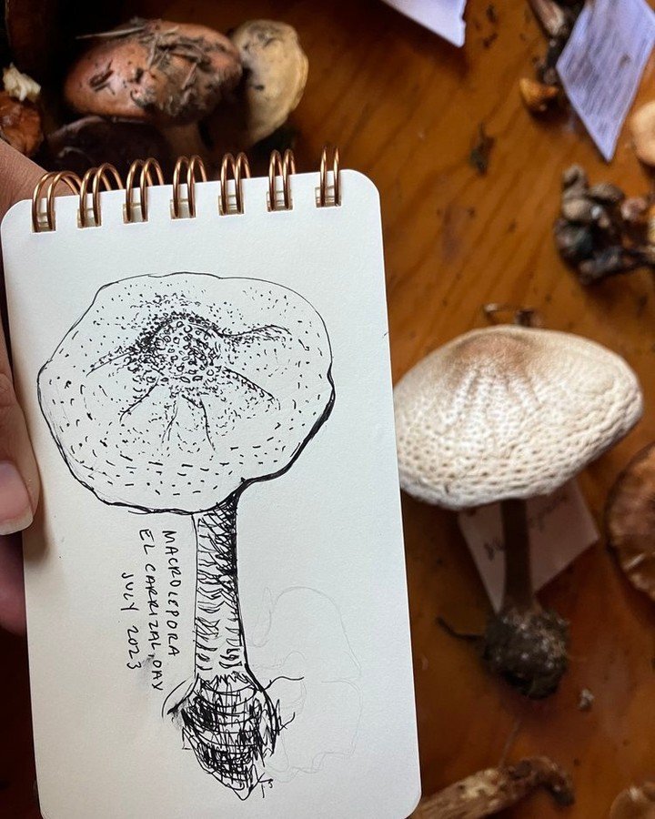 🍄🎨 Just a Few Spots Left! 🎨🍄
Ready to slow down and see mushrooms in a whole new way? Join us for our Mushroom Drawing Workshop &mdash; a guided art experience where we&rsquo;ll explore the intricate beauty of fungi through observational drawing.