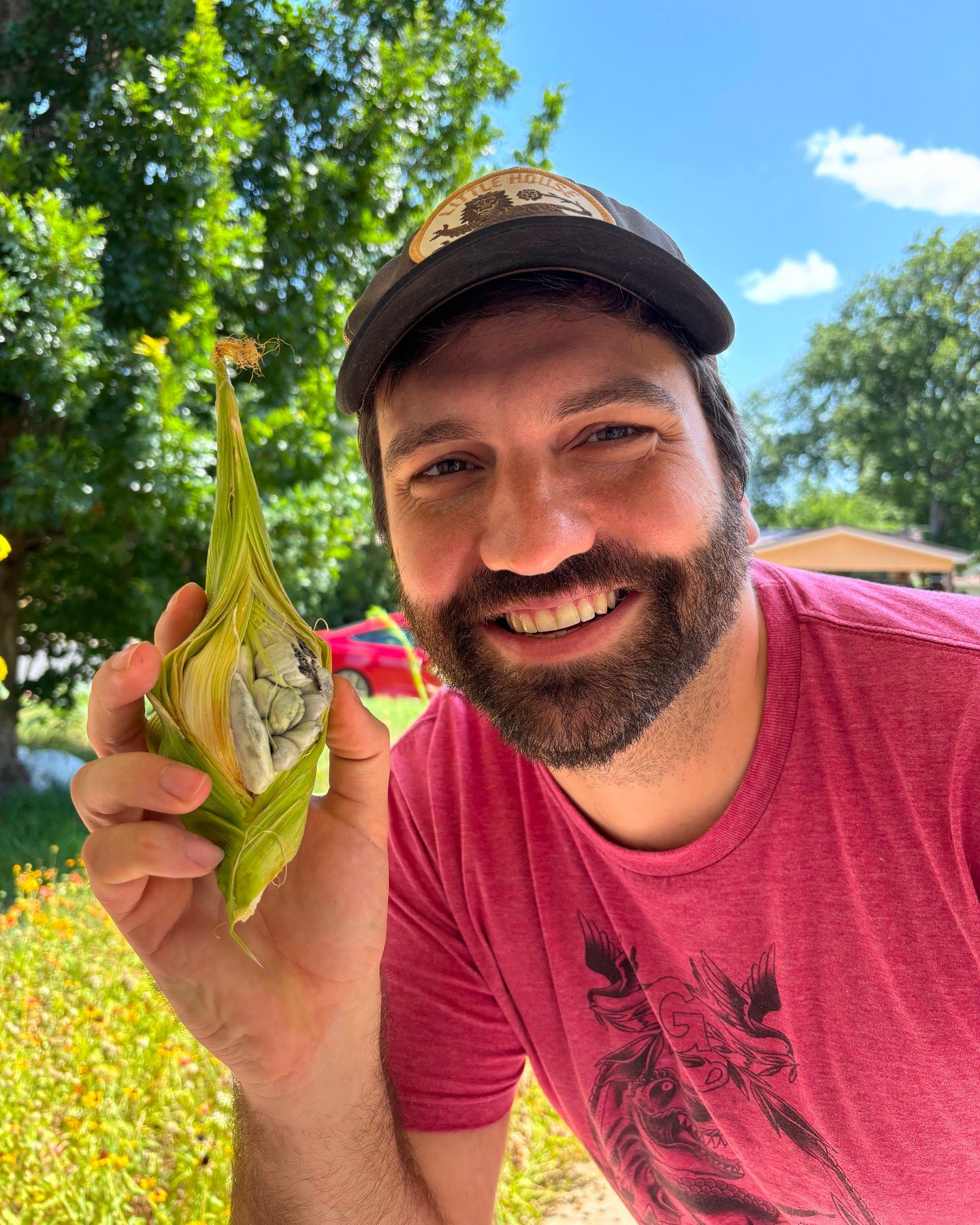 🌽🍄 Huitlacoche season is here&mdash;and the smut is fruiting! 🍄🌽

After all this rain, we&rsquo;re seeing a wave of Ustilago maydis popping up&mdash;some wild and spontaneous, others from inoculated grows in our Huitlacoche experiment. Several fo
