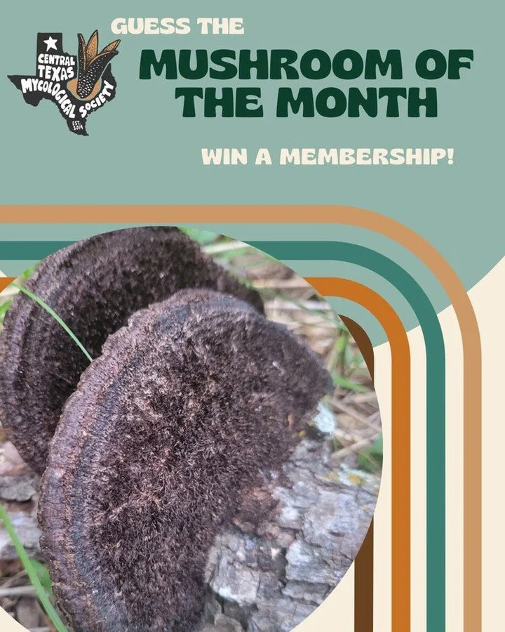 📚 MEMBERSHIP GIVEAWAY TIME! 🍄
This widely distributed, unassuming saprophytic polypore is actually a powerhouse of complex chemicals, offering benefits that span the medicinal - decomposition spectrum. 

WANT TO WIN?
Answer with the correct scienti