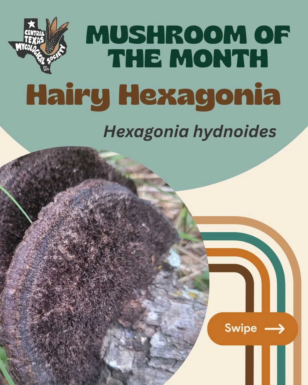 🖤 This month&rsquo;s Mushroom of the Month is the Hairy Hexagonia, Hexagonia hydnoides. A saprophytic white rot fungi grows on dead and decaying hardwoods throughout the Americas, Africa and Asia. Like all dark fungi, the Hairy Hexagonia produces me