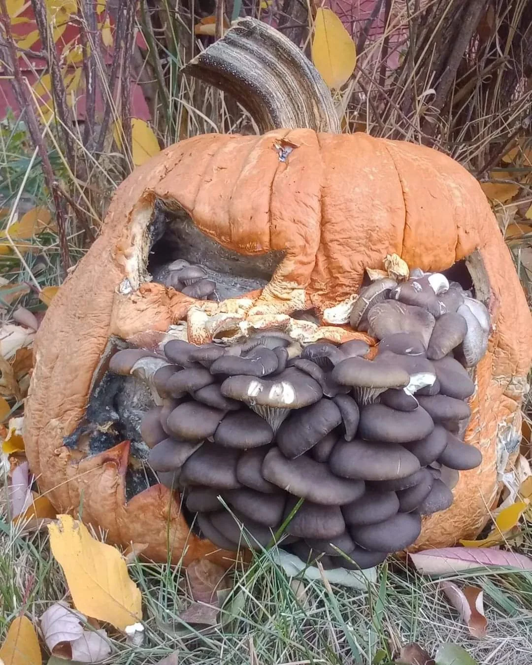 🍄🎃 We're Ready to Decompose 🎃🍄

 We have a fantastic lineup of FIVE events this weekend in Austin and Houston, and we want to see you! 

👉 https://loom.ly/Htxunlo

Come on out, learn about the amazing world of mushrooms, and take home your own b