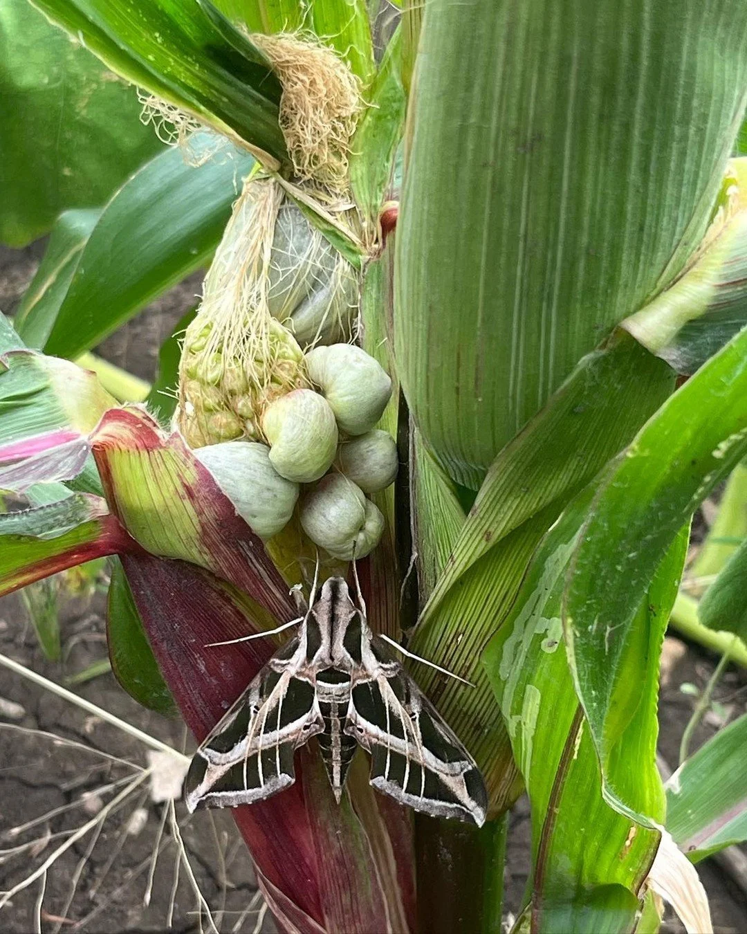🌽 🍄 Last week to get tickets! Our huitlacoche experiments have shown us the incredible potential of this &quot;corn truffle.&quot; Now, we're throwing a feast to celebrate it and fuel our mission!

Every single ticket directly supports OUR groundbr