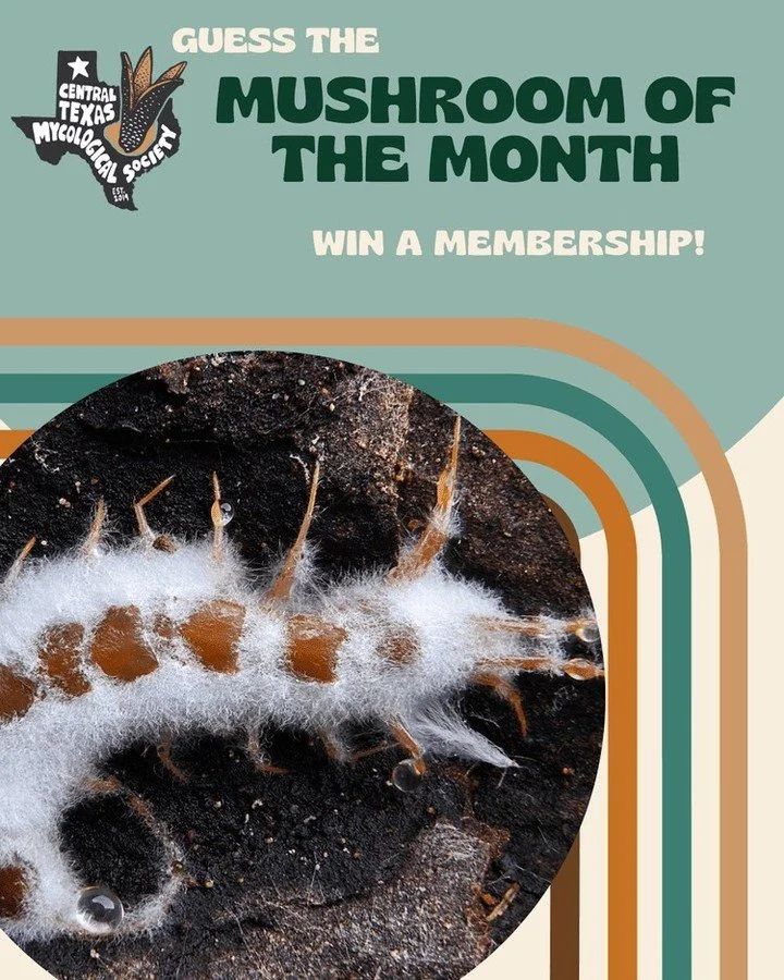 📚 WIN A MEMBERSHIP! 🍄 Answer with the correct scientific name and be entered to win a membership. 

HINT: This soil dwelling fungus is found throughout the world. Though it is a foe to arthropods, it has proven to be a good friend to humans, especi
