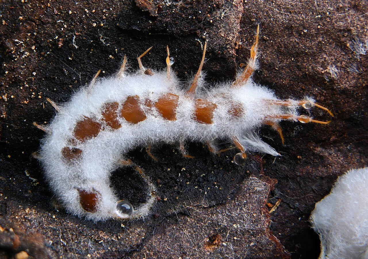 November Mushroom of the Month: Icing Sugar Fungus, Beauveria bassiana