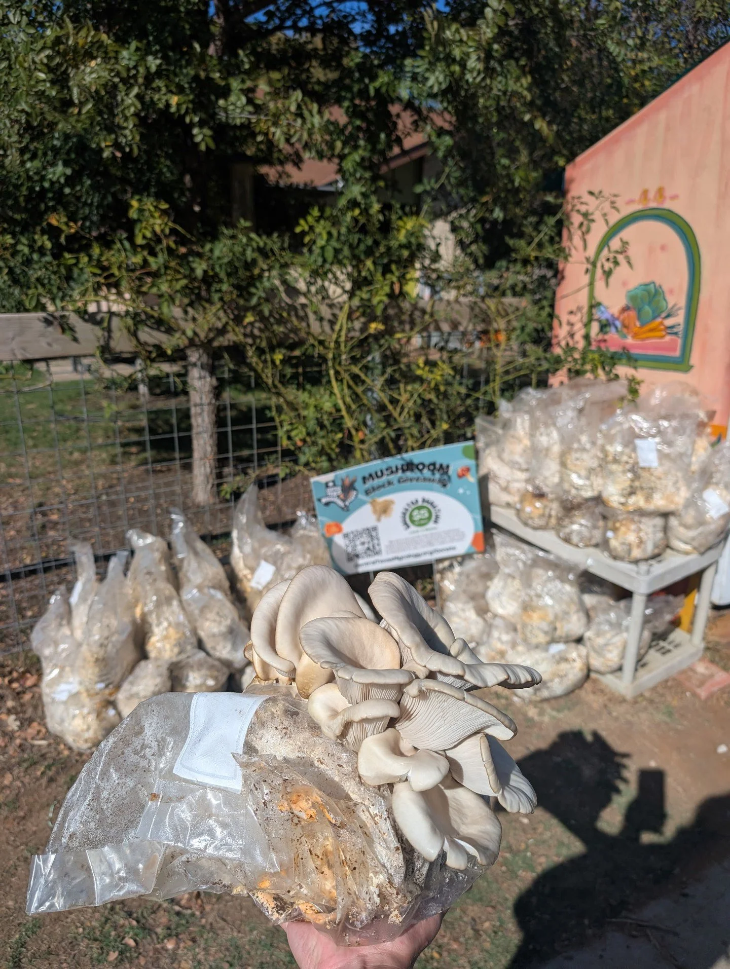 Missed our mushroom block giveaway? No problem! 🍄

You can now find them at 50+ community sites across the city, including:
📍Free Fridges / Plant Stands 
📍Community Gardens
📍Local Nurseries

Find a location near you and sign up to help us keep 10