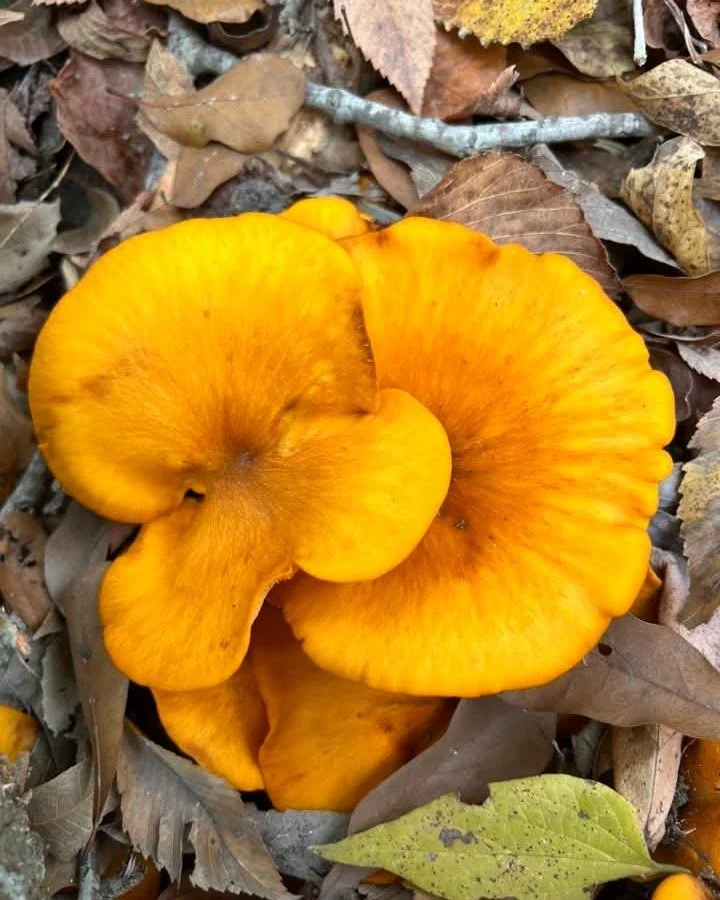 ⚡ 🍄⚡ WIth the recent rains, the forest are bursting with fruiting bodies. Check out all these beauties shared by the mycology community! Scroll for 🔑 and more ways to learn how to forage ethically and safely.

🤮 1. Southern Jack-o-lantern: #Omphal