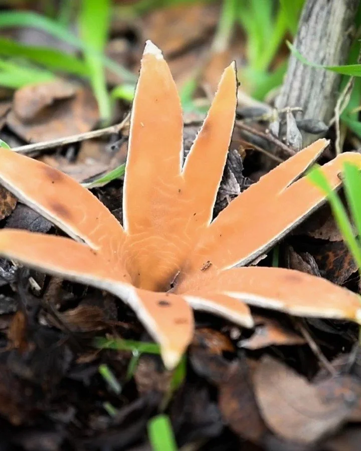 🎉✨It's official! Our state mushroom, the hissing, fabulous Texas Star, is popping open... and so are we! 

To celebrate, we're &quot;poppin' up&quot; for a special, last-minute foraging walk THIS Friday! Join us to hunt for this rare gem and other f