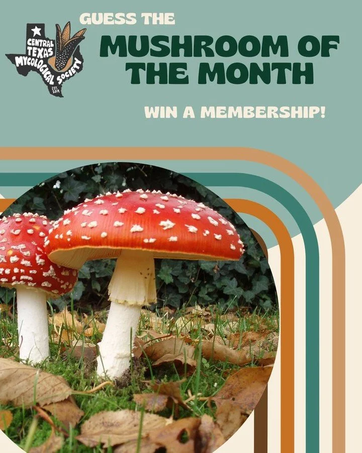 ✨GUESS THE MUSHROOM OF THE MONTH✨
This iconic fungi has been capturing the hearts and minds of mycophiles around the world for thousands of years and is believed by some to have played a starring role in Christmas traditions.  Though it is endemic to