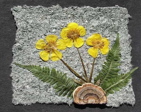 How to Make Paper from a Spent Mushroom Block