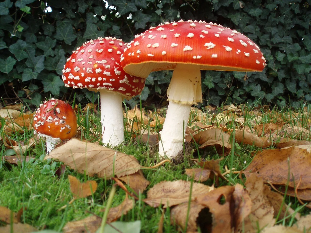 December Mushroom of the Month: Fly Agaric, Amanita muscaria