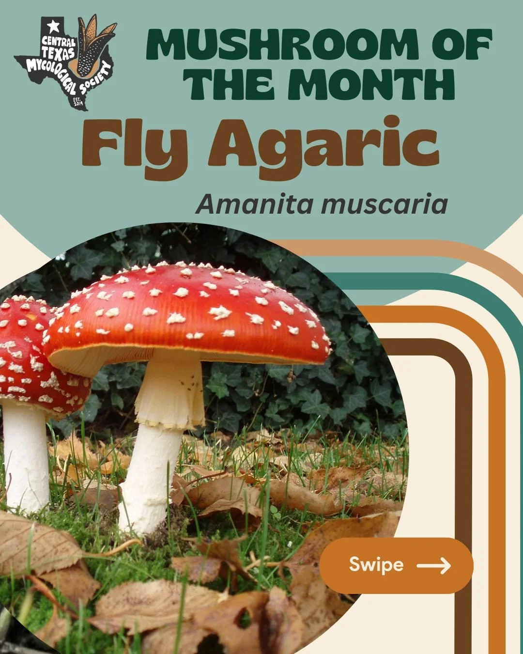 December&rsquo;s Mushroom of the Month is the iconic Fly Agaric aka Amanita Muscaria. You might know it from such places as Super Mario Brothers, your phones emoji board 🍄or any number of cute mushroom themed cards, lights, textiles and more! Native