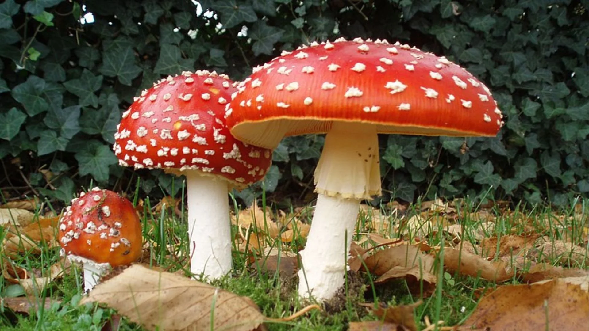 ONLINE: Nature’s Geometry,The Science of Fairy Rings