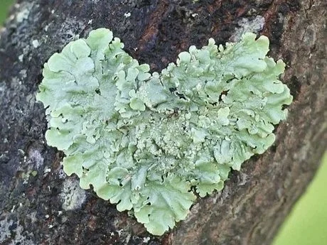 ONLINE: Lichens are for Lover's
