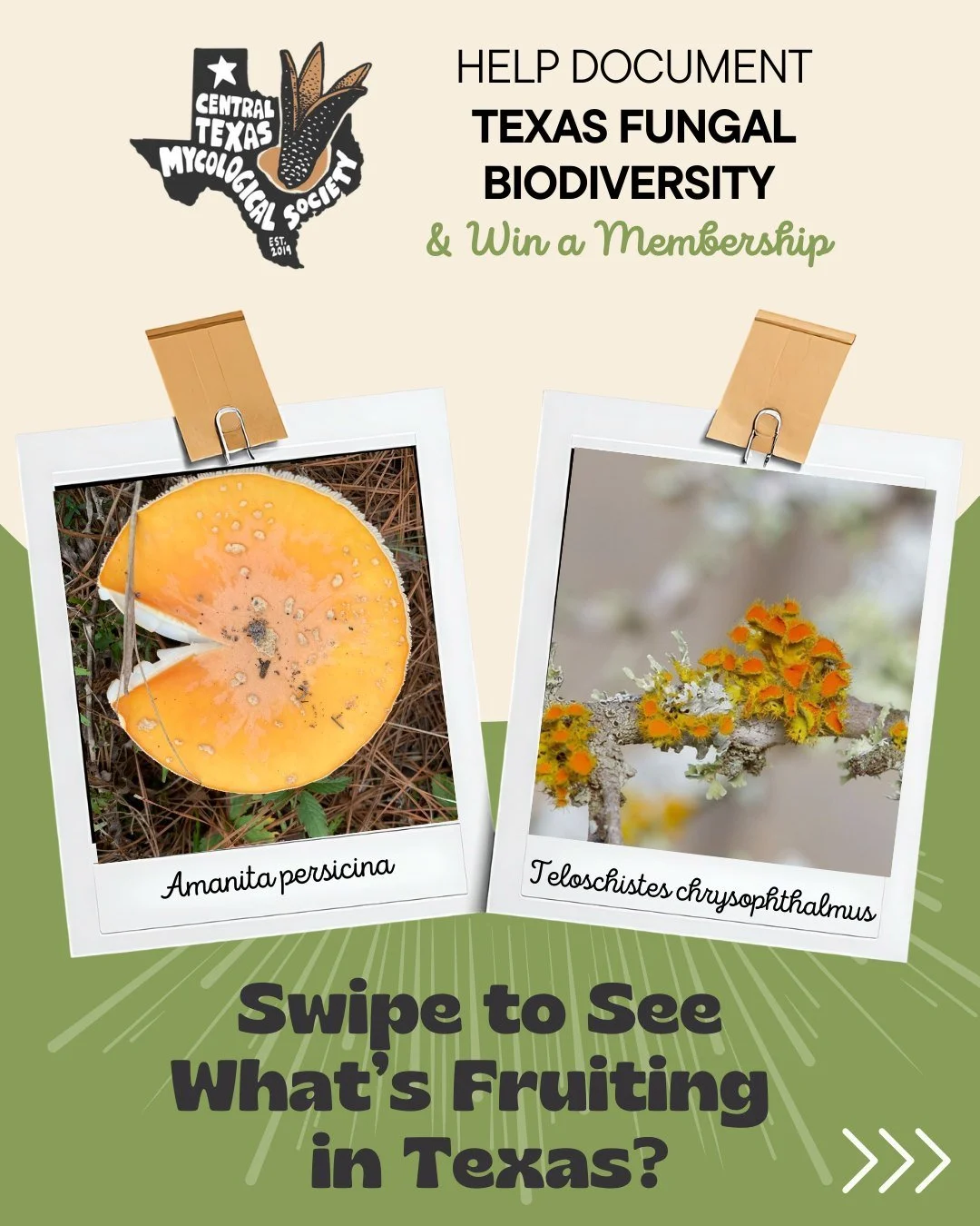 🍄✨ Calling all Texas fungi and photography fans! 📍

Love photographing wild mushrooms? Your snaps can help science! Join our "Mushrooms of Texas" iNaturalist project to:

📸 Share your finds
🔍 Get IDs from the community
📈 Contribute to 