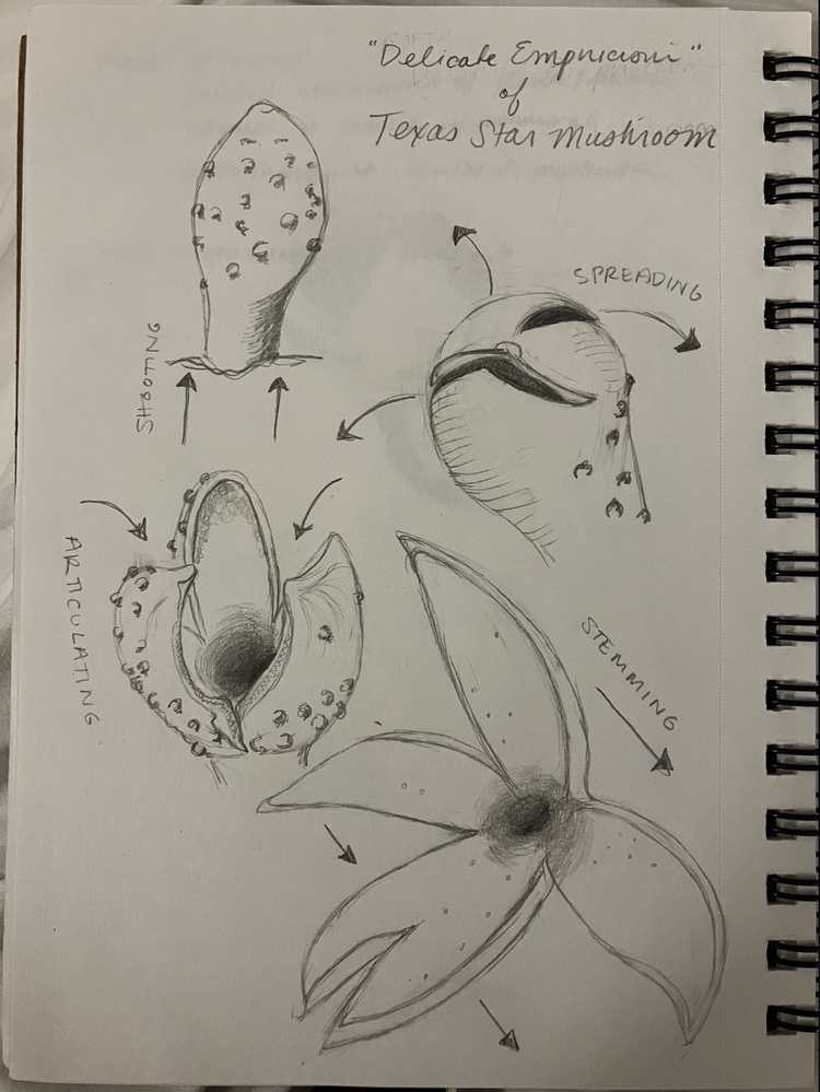 AUSTIN: Nature of Texas Workshop Series: Mushrooms 