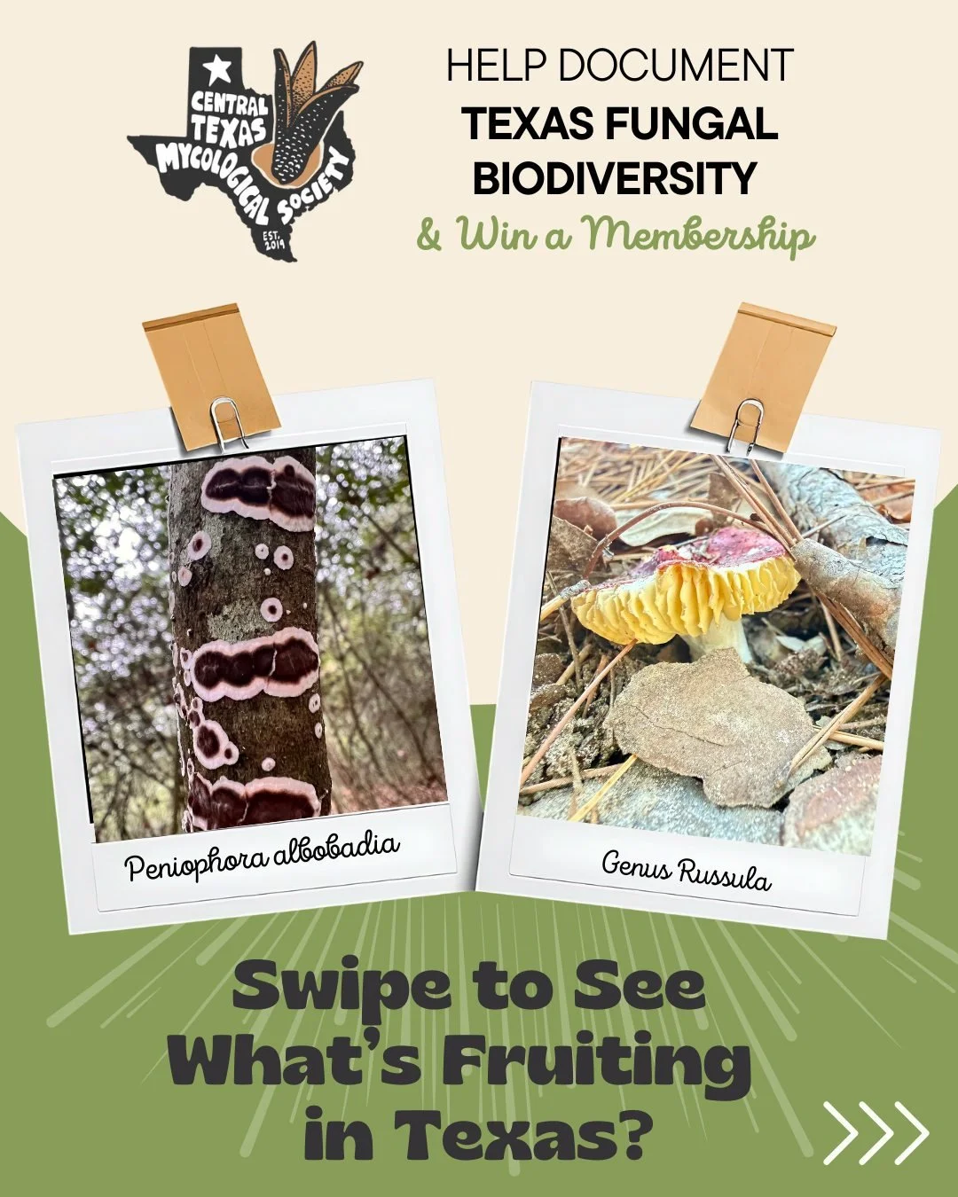 🍄✨ Take Mushroom Photos &amp; Win a Membership!📍

Love photographing wild mushrooms? Your snaps can help science! Join our "Mushrooms of Texas" iNaturalist project to:

📸 Share your finds
🔍 Get IDs from the community
📈 Contribute to re