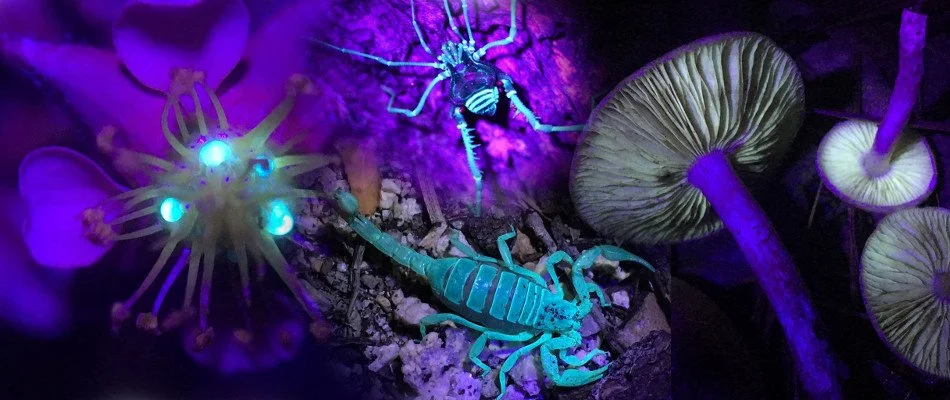 DRIPPING SPRINGS: UV Night Walk at UT Hill Country Field Station