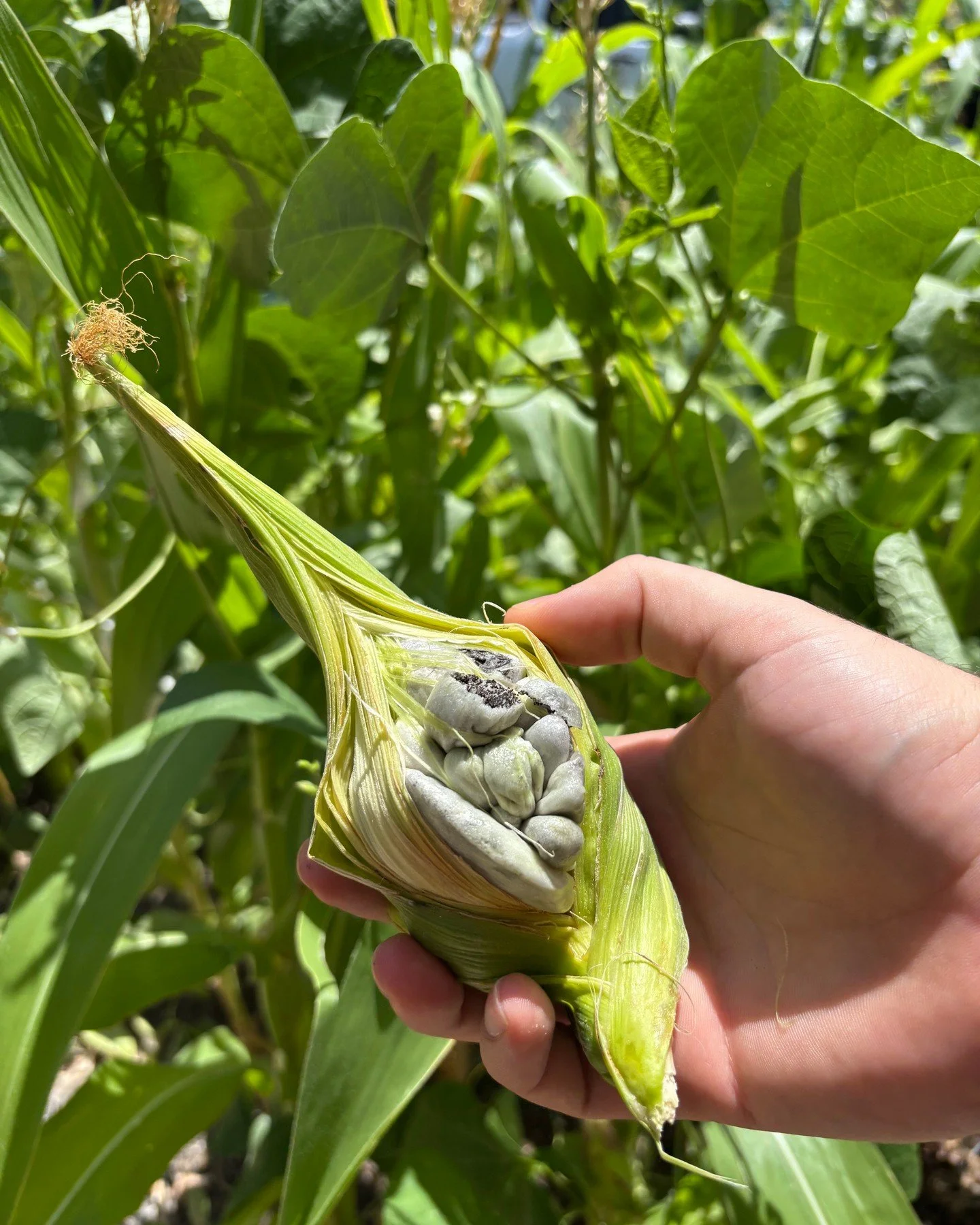 🌽 This Weekend: Mushroom Block &amp; Corn Seed Giveaway! 
We're teaming up with TreeFolks at their last big block giveaway at H-E-B Techridge. Stop by our table to grab Bloody Butcher heirloom corn seeds to start your own patch to try to grow huitlo