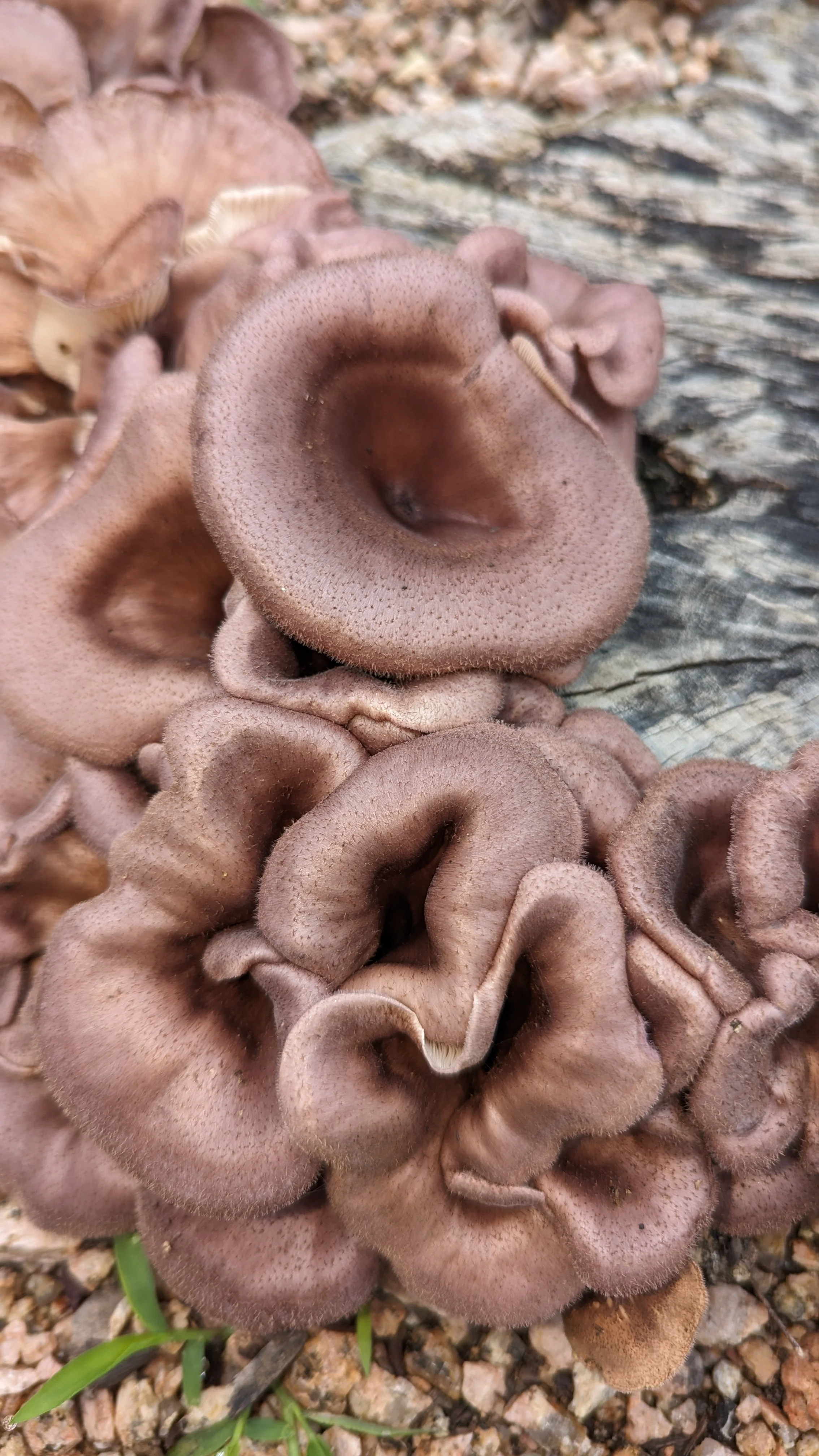 AUSTIN: Mushroom Block Giveaway at Herb Day