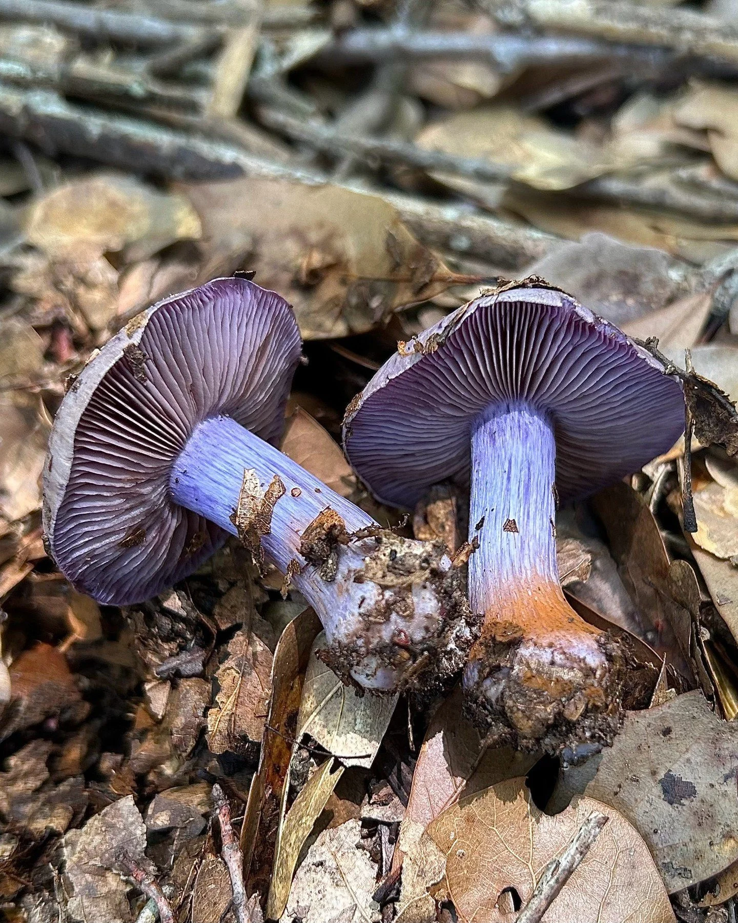 🍄 Ever seen this mushroom in the wild? Walker Moore has documented hundreds of species for biodiversity research in Central Texas.

Tonight (4/21, 7PM CST) &ndash; join his online class to learn how YOU can help discover new species. No science degr