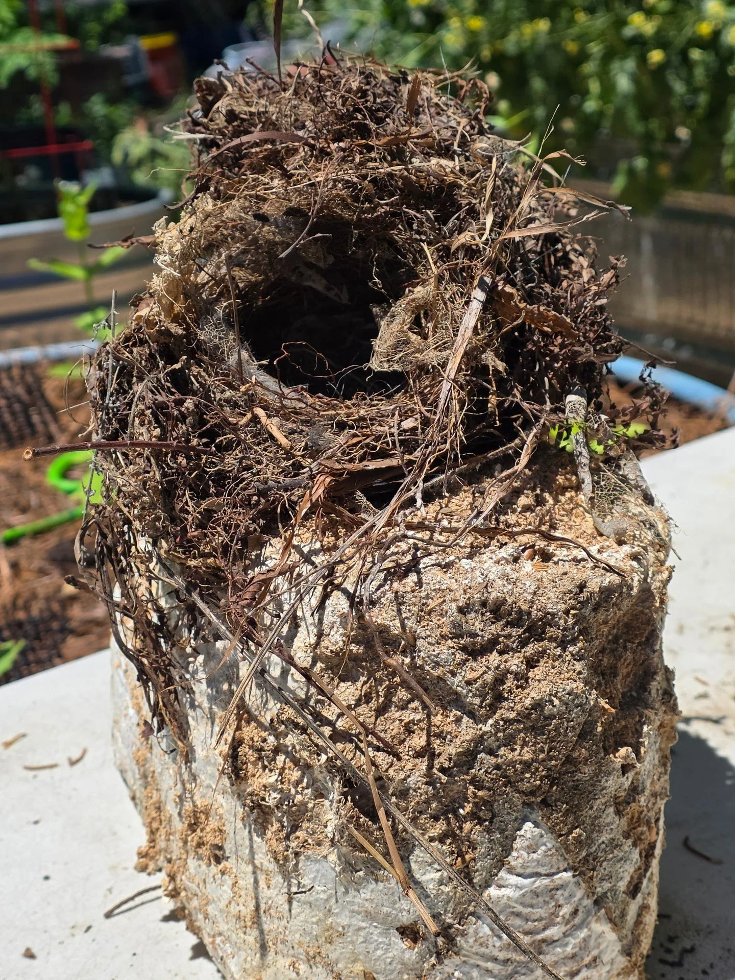 Nature's cutest spore spreaders 🐦🍄

Recently, a member found that Carolina Wrens moved into a mushroom block to nest.

As birds nest, preen, and perch, they carry spores to new ground, spreading life wherever they go.

Just a reminder: help us find