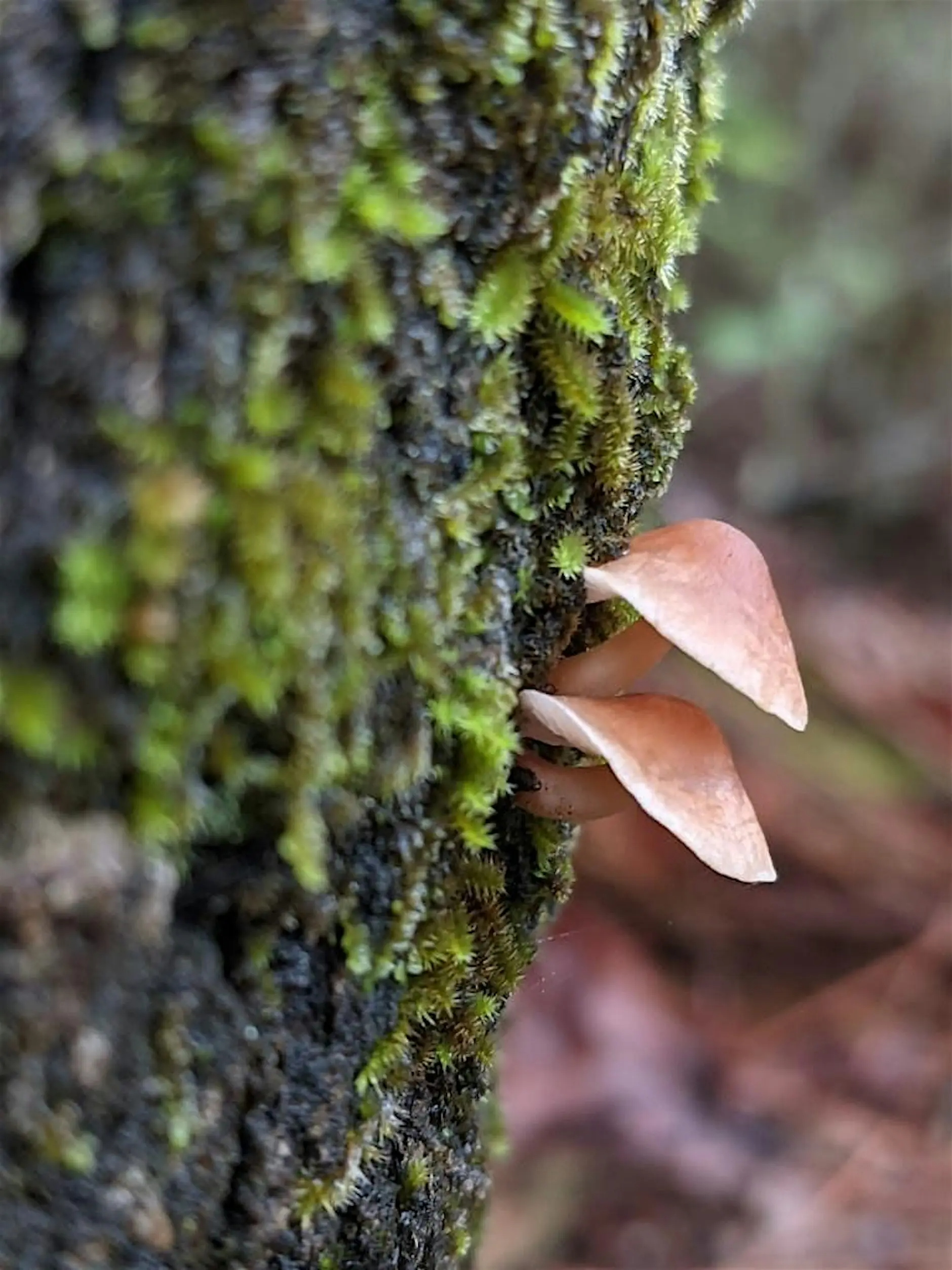 SMITHVILLE: Fungal Collection Workshop for UT Fungarium