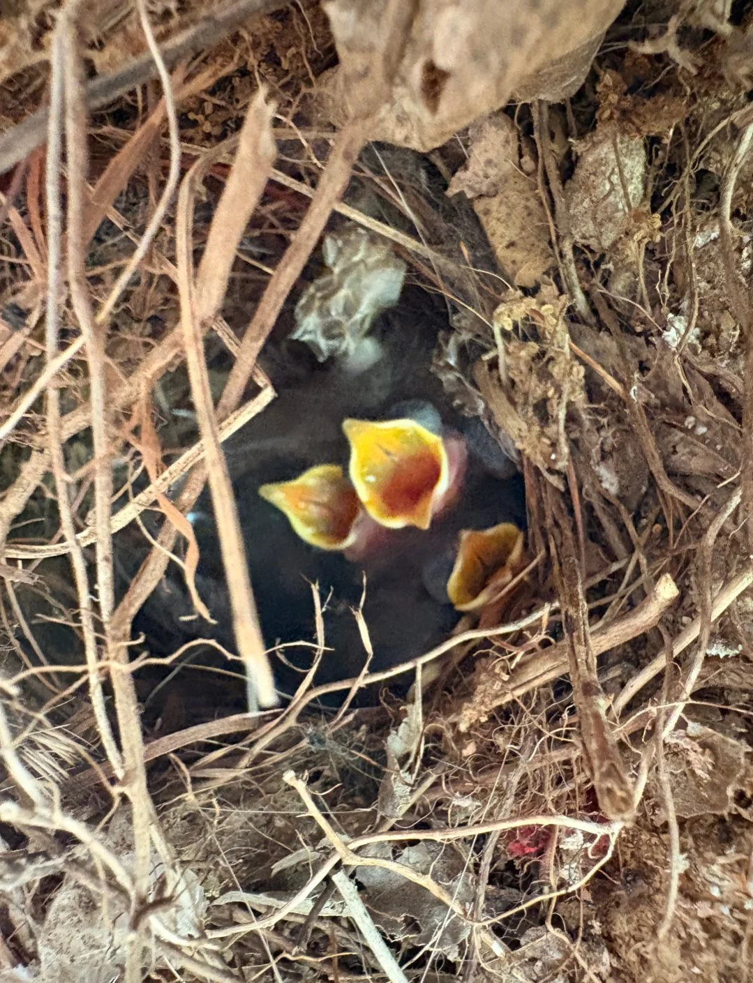 When nature needs a little extra warmth, mycelium is there 🍄🐣

Another volunteer &amp; member, Caroline Paik, recently discovered a Carolina Wren nest inside one of her spent mushroom blocks, and got to see the eggs hatch! 🪹🐦

This spring has bee
