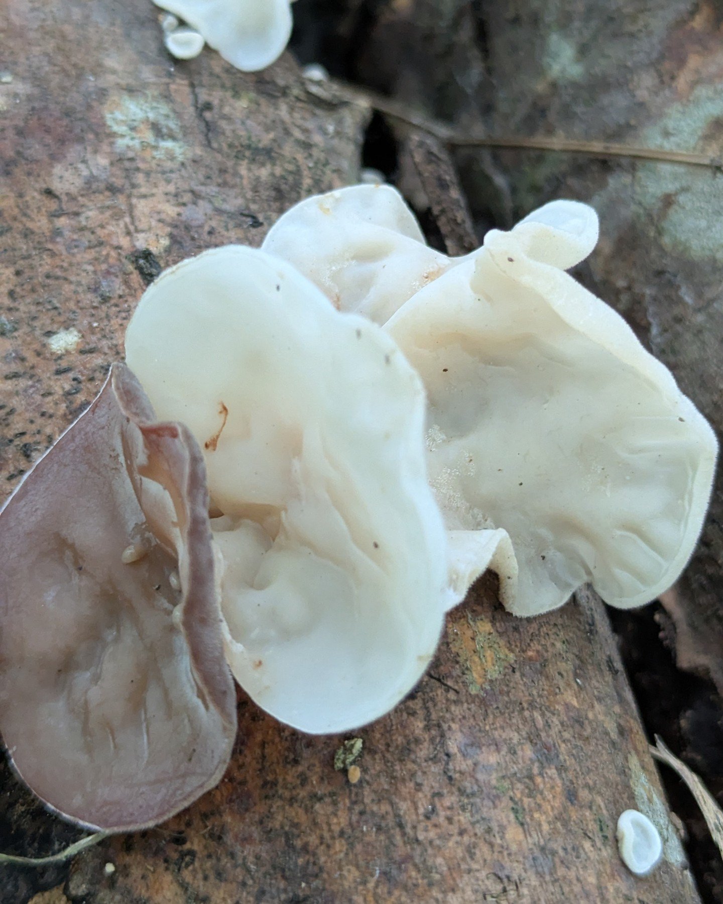 Last year&rsquo;s City Nature Challenge gave us AWE &mdash; Albino Wood Ear mushrooms popping up after torrential rains. 🌧️🍄 We cloned it and now you can grow that same sense of AWE yourself.

There are a few more tixs for the next Mushroom Cultiva