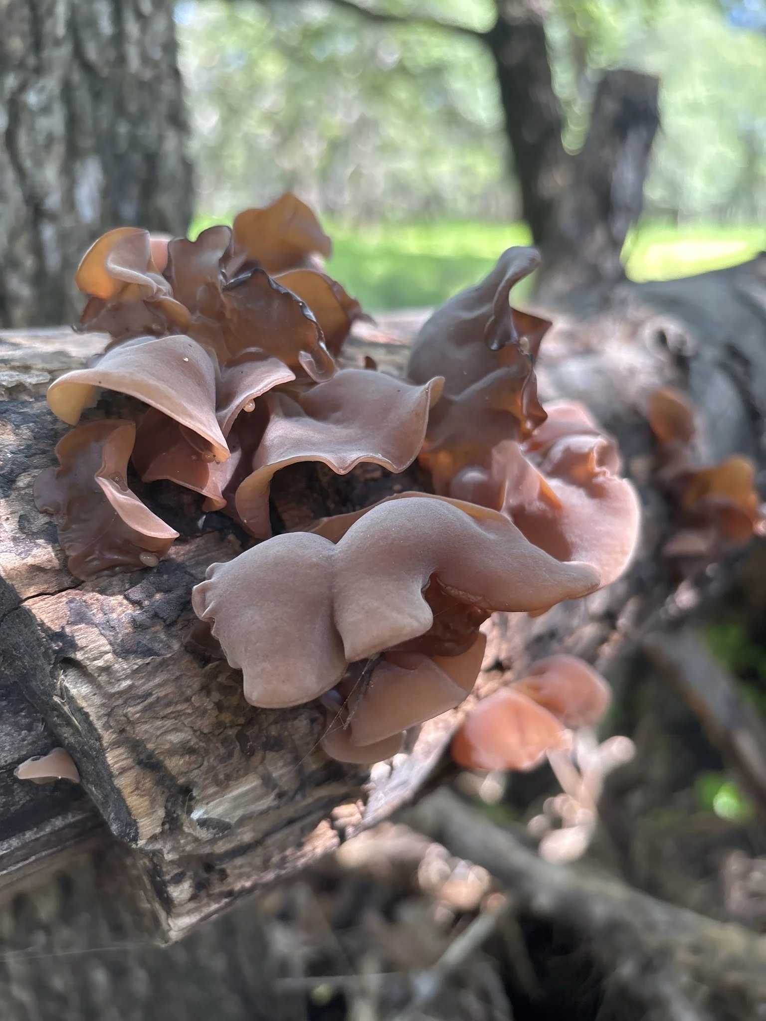 SAN ANTONIO: Pop-up Mushroom Walk 