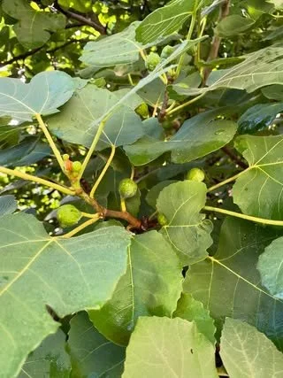 figs.jpg