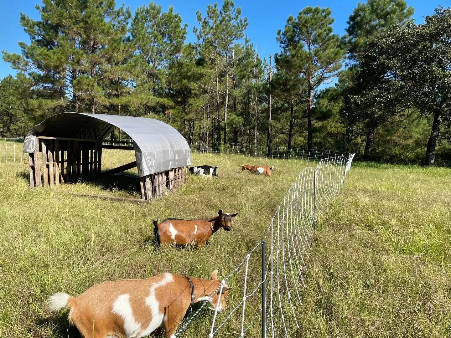 goats2.jpg