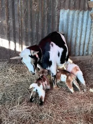 goats1.jpg