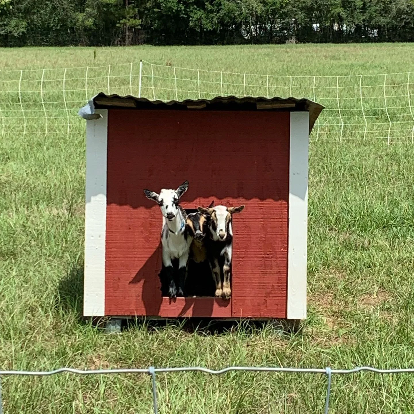 goats3.jpg
