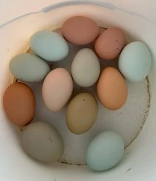 eggs.jpg