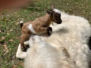 goat.jpg