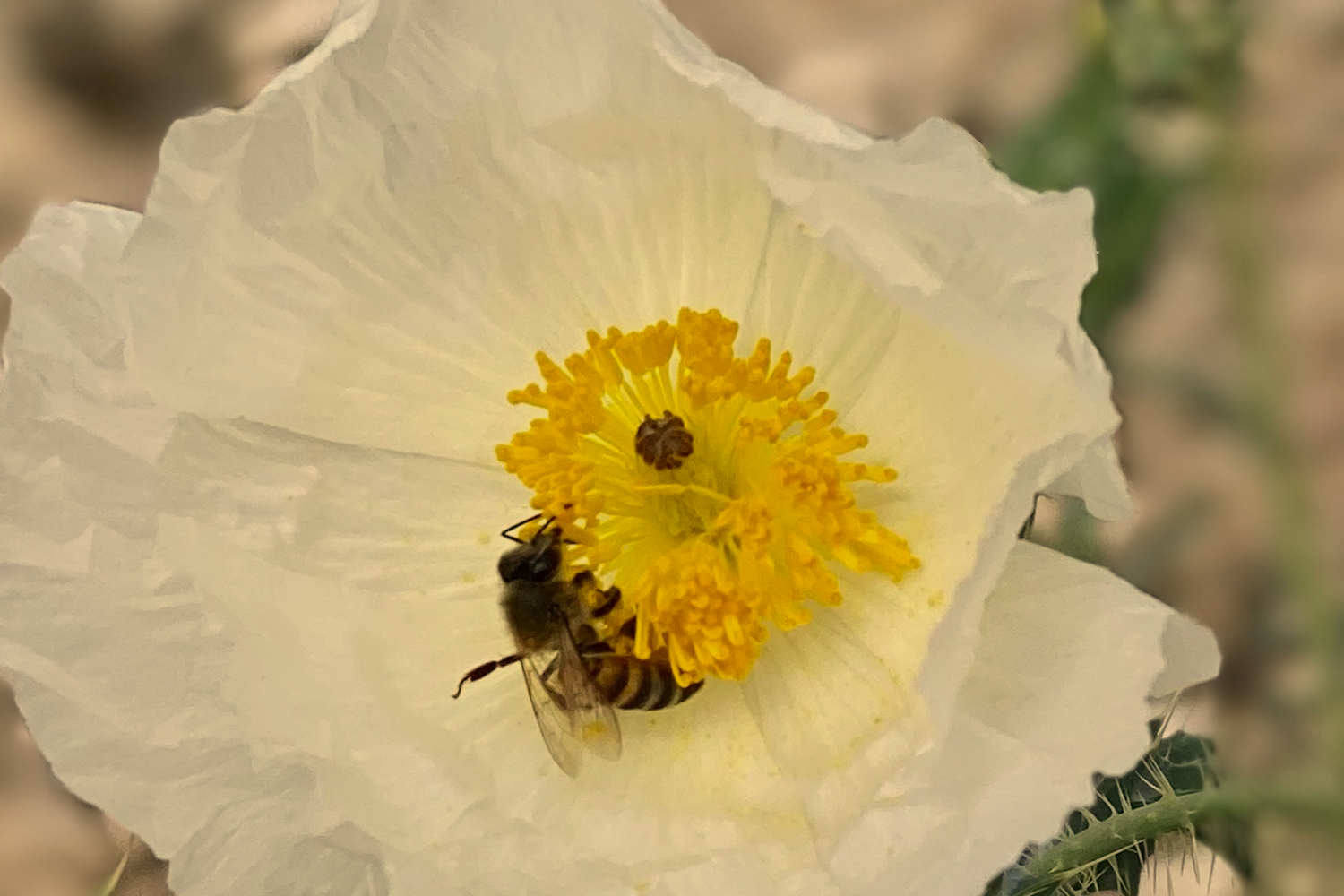 DRIFTWOOD: Mushroom Block Giveaway at Pollinator Week Celebration