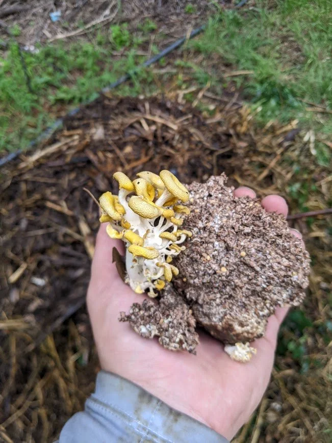AUSTIN: Composting With Mycelium!