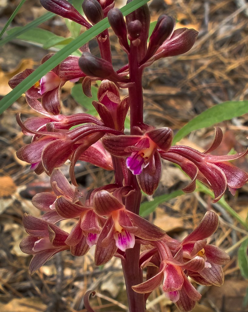AUSTIN: Orchid Mycology Walk (7/25)